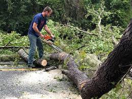 Best Lot and Land Clearing  in Goodview, MN