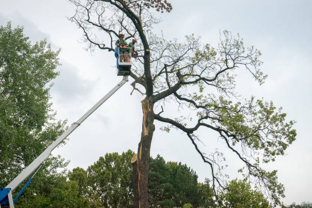 Best Arborist Consultation Services  in Goodview, MN