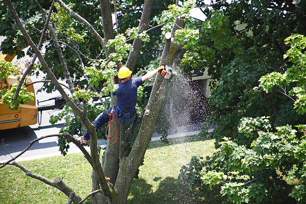 Tree Removal Services