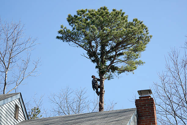 Best Storm Damage Tree Cleanup  in Goodview, MN