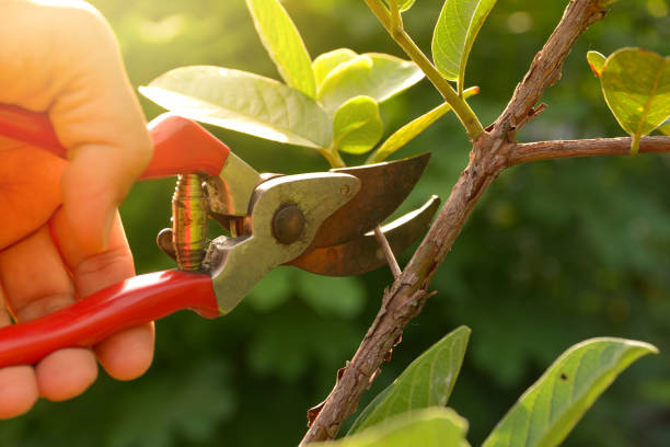  Goodview, MN Tree Removal Services Pros